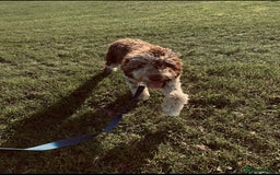 Goldendoodle dogs for sale: Beautiful litter of Goldendoodles  - Image 37