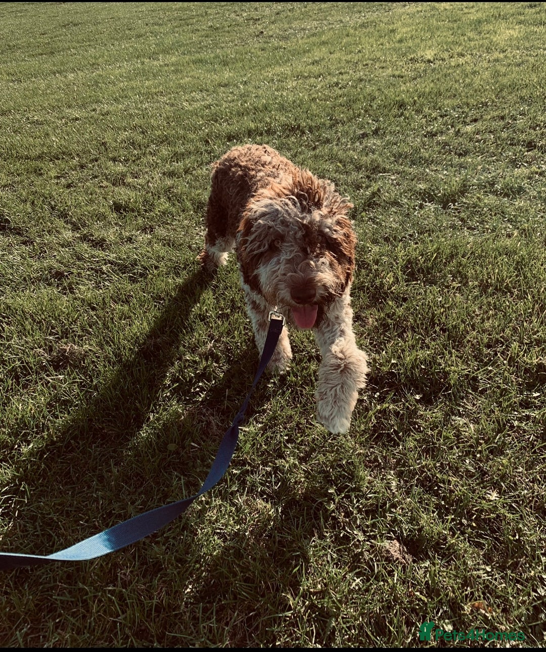Goldendoodle dogs for sale: Beautiful litter of Goldendoodles  - Image 37