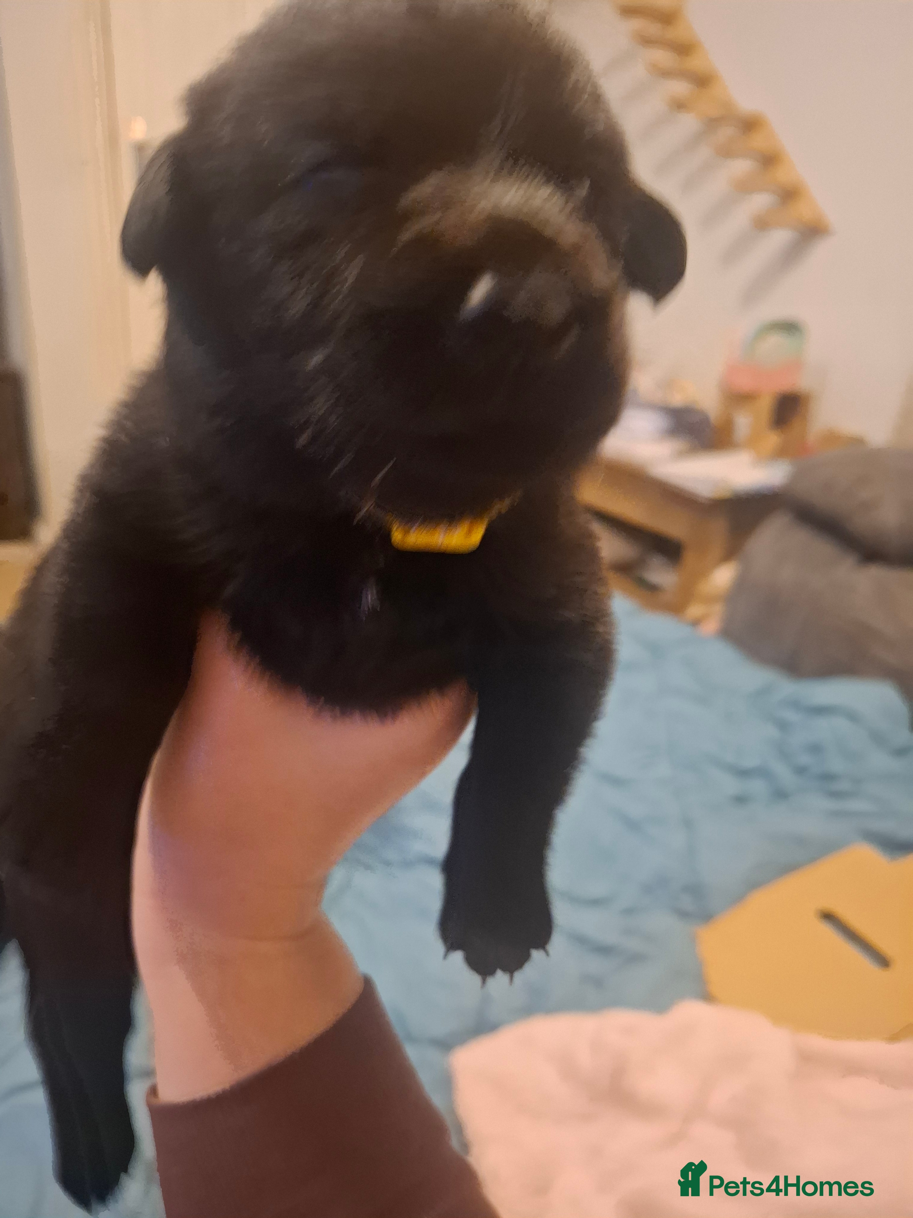 Sheprador dogs Shepador puppies for sale!  - Advert 2