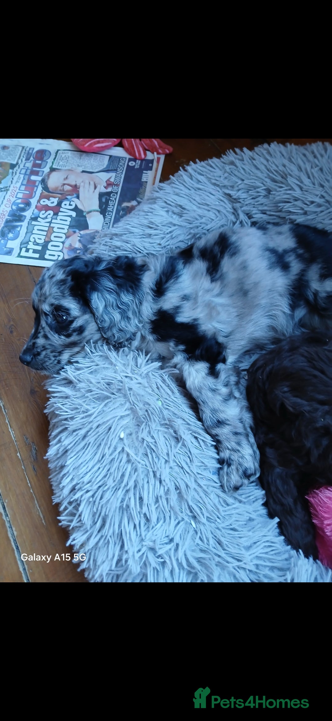 Mixed Breed dogs 2 beautiful cocker doodles - Advert 13