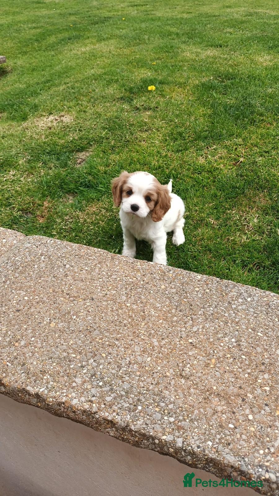 Cavalier King Charles Spaniel dogs Beautiful Pedigree cavalier King charles - Advert 3
