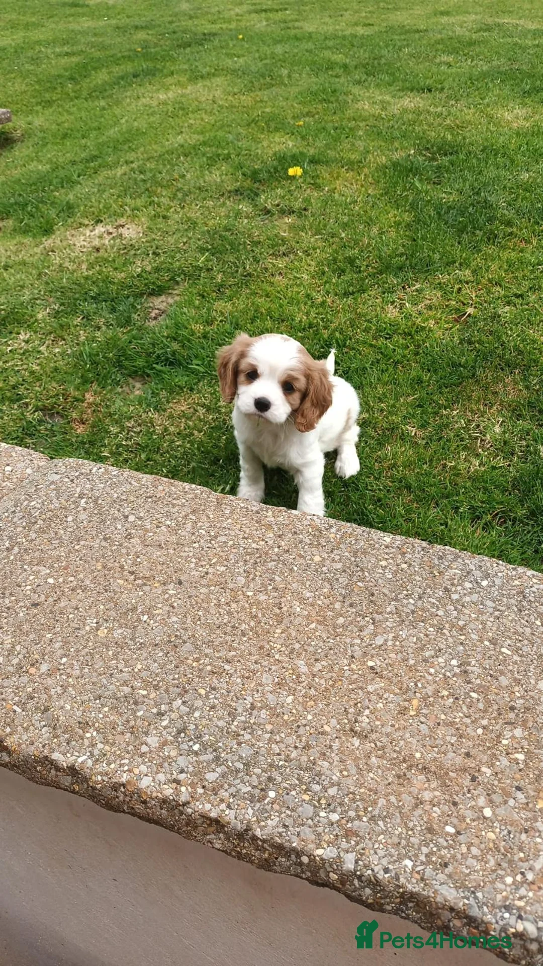 Cavalier King Charles Spaniel dogs for sale: Beautiful Pedigree cavalier King charles - Advert 2