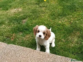 Cavalier King Charles Spaniel dogs Beautiful Pedigree cavalier King charles - Advert 17