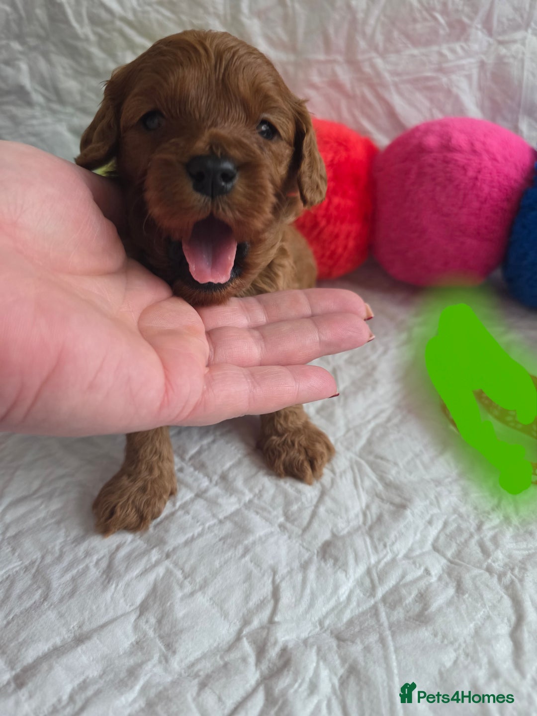 Cavapoo dogs for sale: 🥇 Finest Quality Beautiful F1b Cavapoos 🥇 - Advert 3