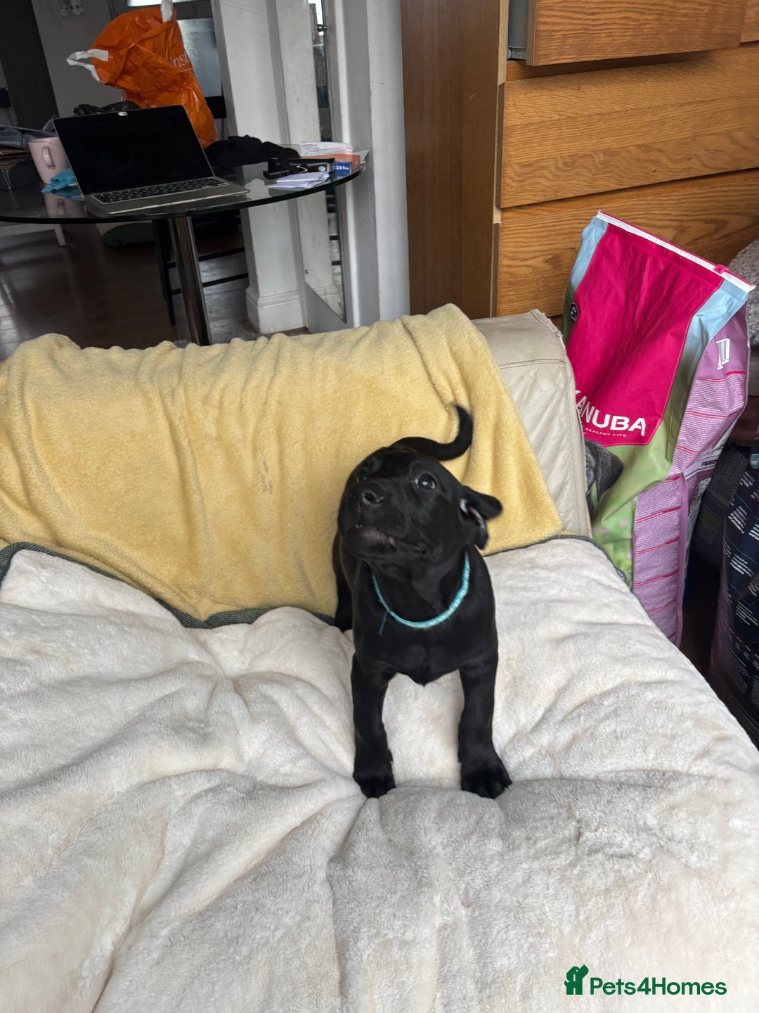 Labrador Retriever dogs for sale: KC Fully Health Tested Outstanding Working Line - Advert 29