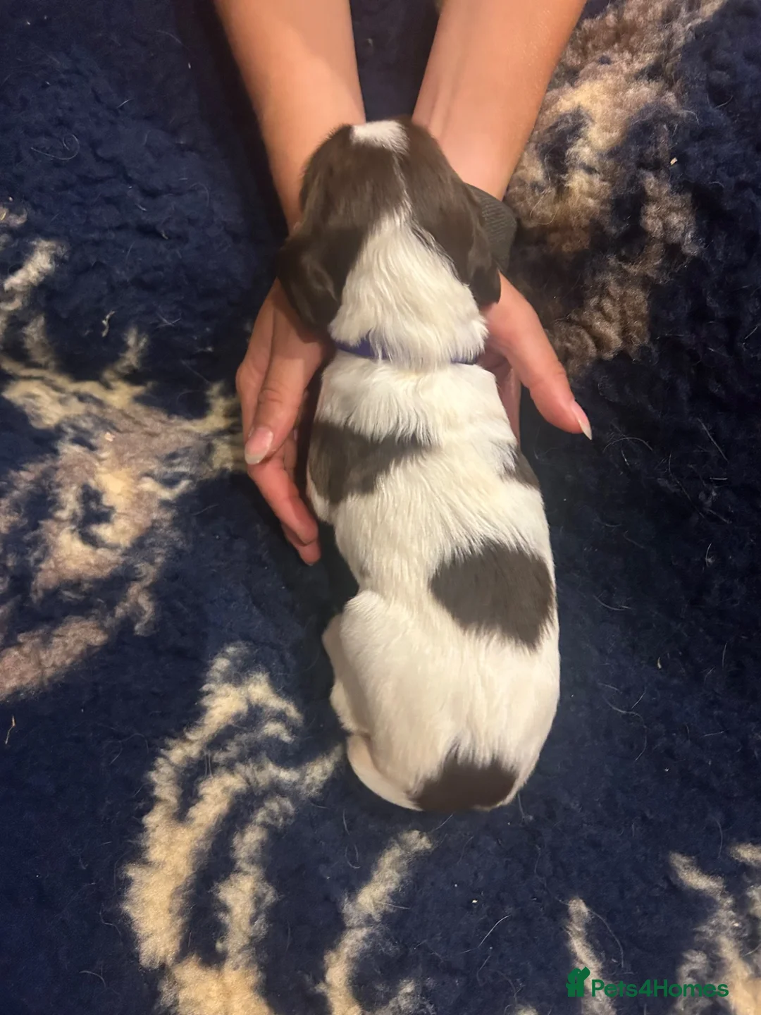 English Springer Spaniel dogs for sale: KC reg health tested English springer spaniel  - Advert 20