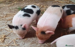 Pig livestock for sale: Little Piglets, Boys & Girls available - Image 3