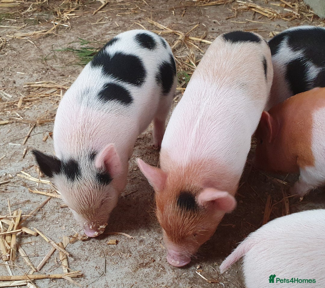 Pig livestock for sale: Little Piglets, Boys & Girls available - Image 3