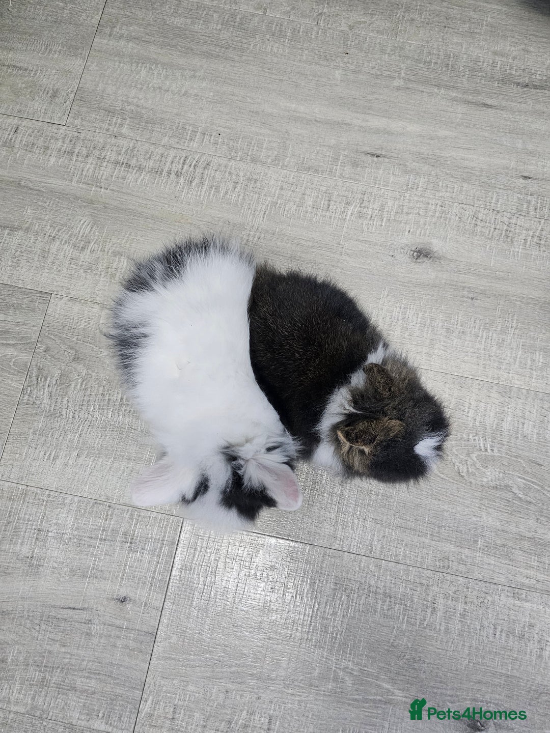 Lionhead rabbits for sale: Mini Lionhead Rabbits for Sale - Advert 6