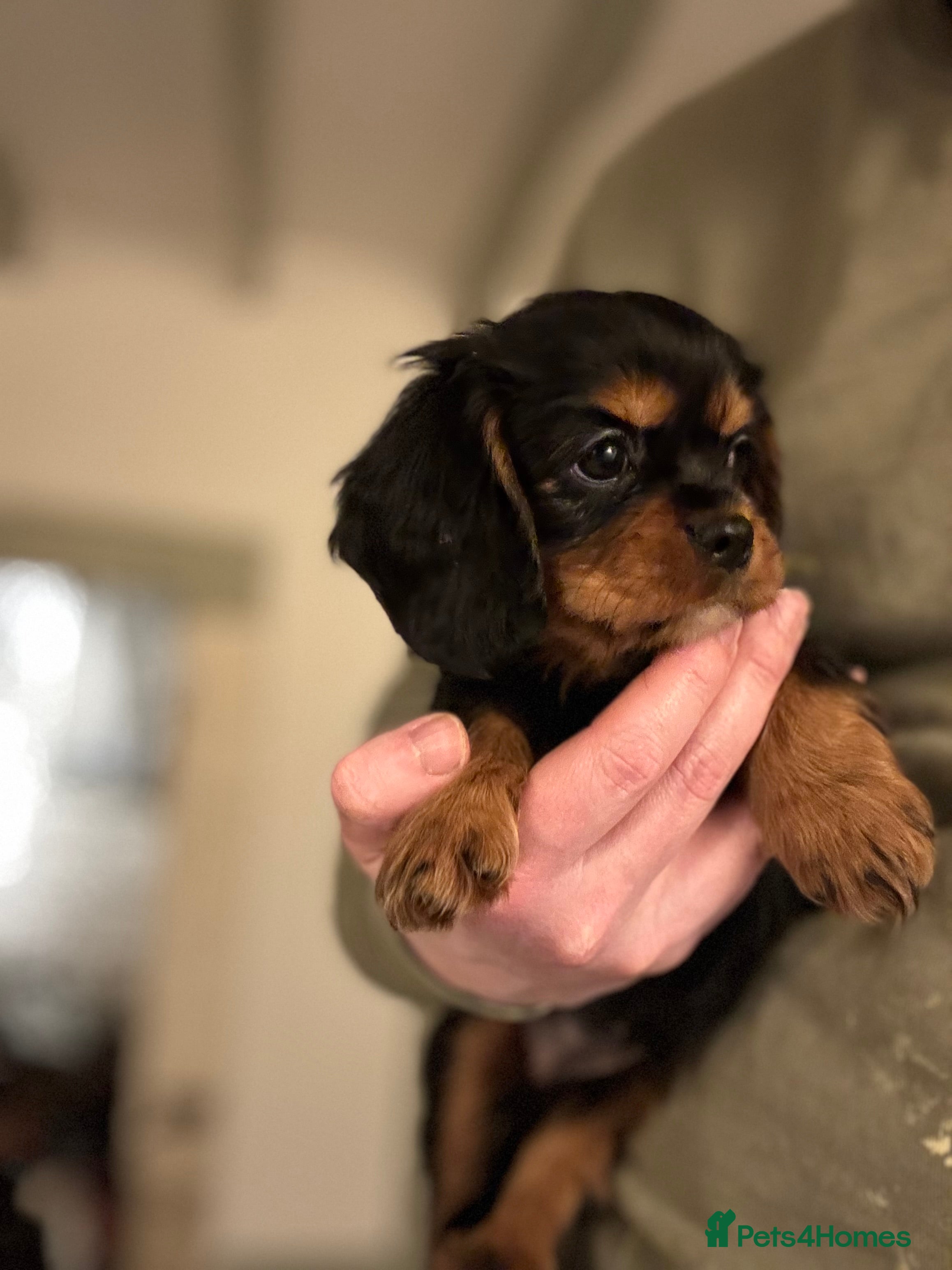 Cavalier King Charles Spaniel dogs 🐶KC REG, EXTENSIVELY HEALTH TESTED CAVALIER 🐶  - Advert 8