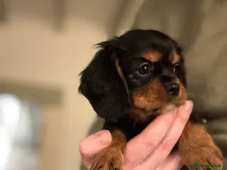 Cavalier King Charles Spaniel dogs 🐶KC REG, EXTENSIVELY HEALTH TESTED CAVALIER 🐶 - Advert 8