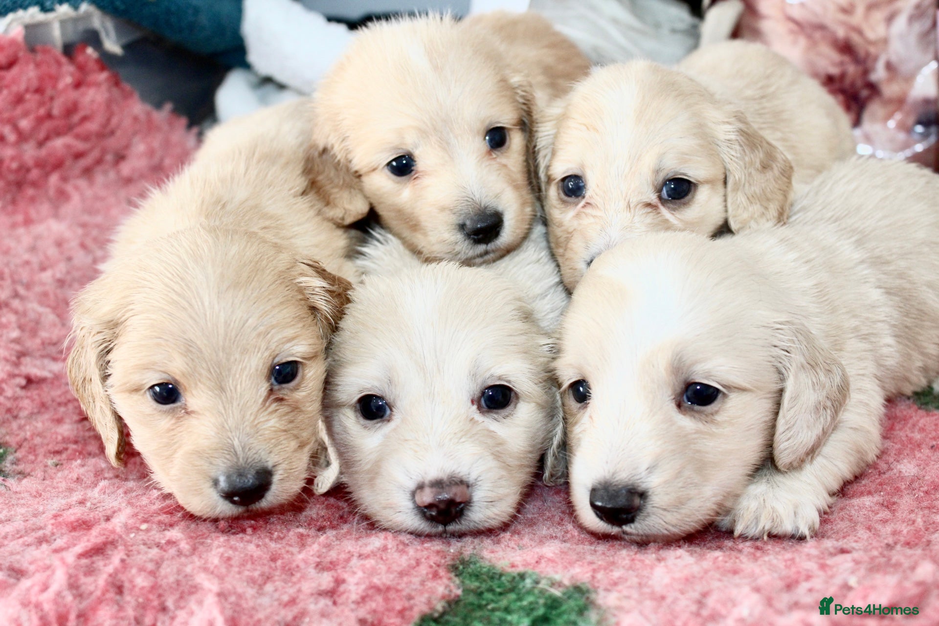 Miniature Dachshund dogs ✨🩷 absolutely STUNNING full long hair light cream - Advert 1