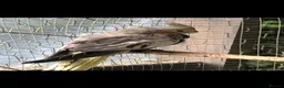 Cockatiels birds for sale: 10 week old cockatiels  in Manchester - Advert 1