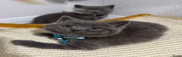 British Shorthair cats for sale: Beautiful British Shorthair Kittens😻 - Advert 30