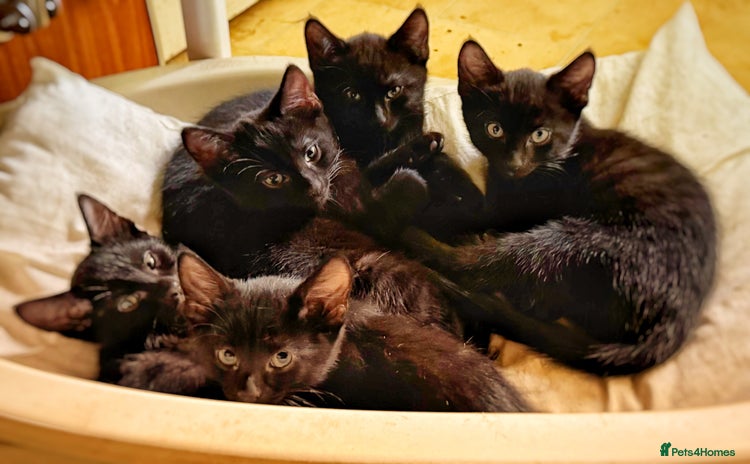 Mixed Breed cats - Advert 11