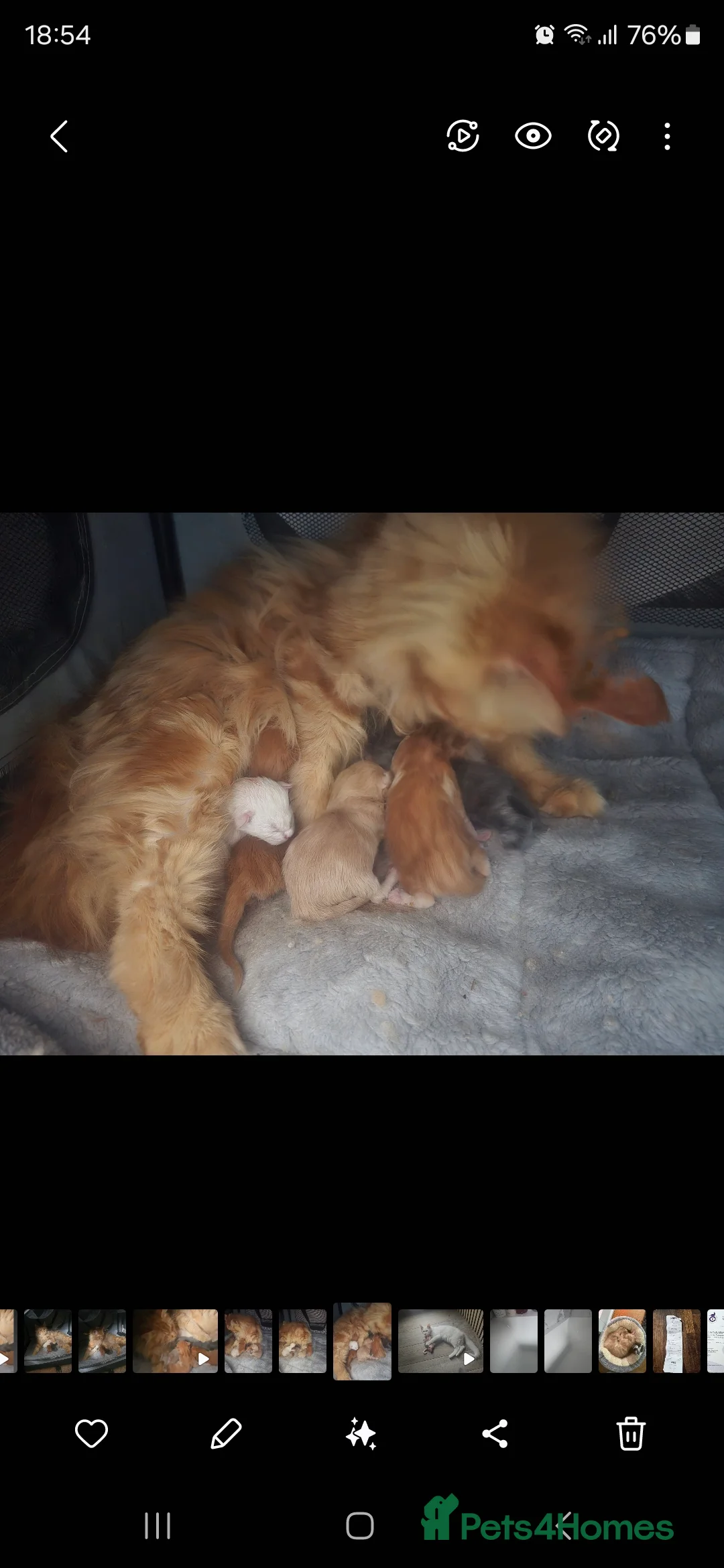 Maine Coon cats for sale: TICA MaineCoon Boy - Neutered  - Advert 4