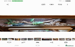 Leopard Gecko reptiles for sale: Female leopard gecko and tank for rehoming - Image 2
