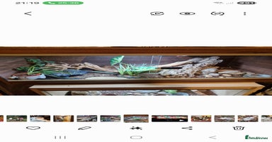 Leopard Gecko reptiles - Advert 4
