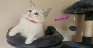 Ragdoll cats - Advert 2