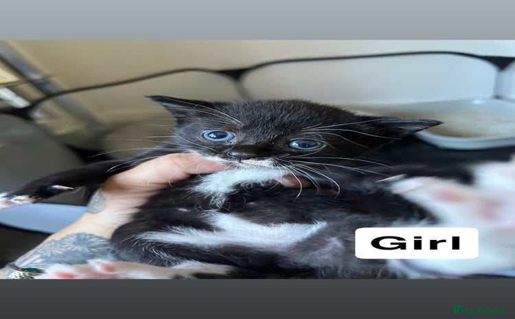 Mixed Breed cats for sale - Advert 1