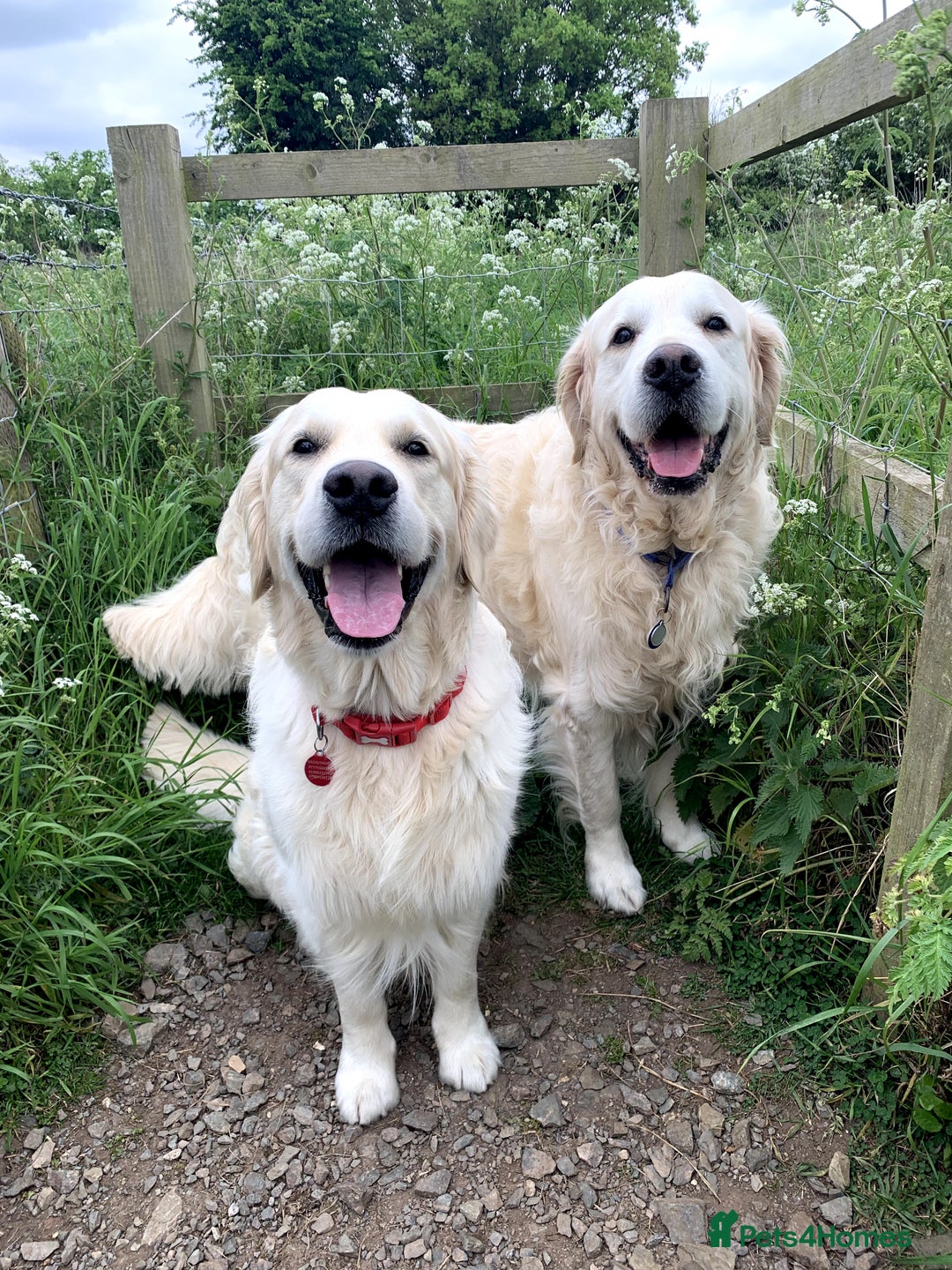 Golden Retriever dogs for stud: 2 health tested, Crufts qualified, KC stud dogs in Milton Keynes - Advert 4