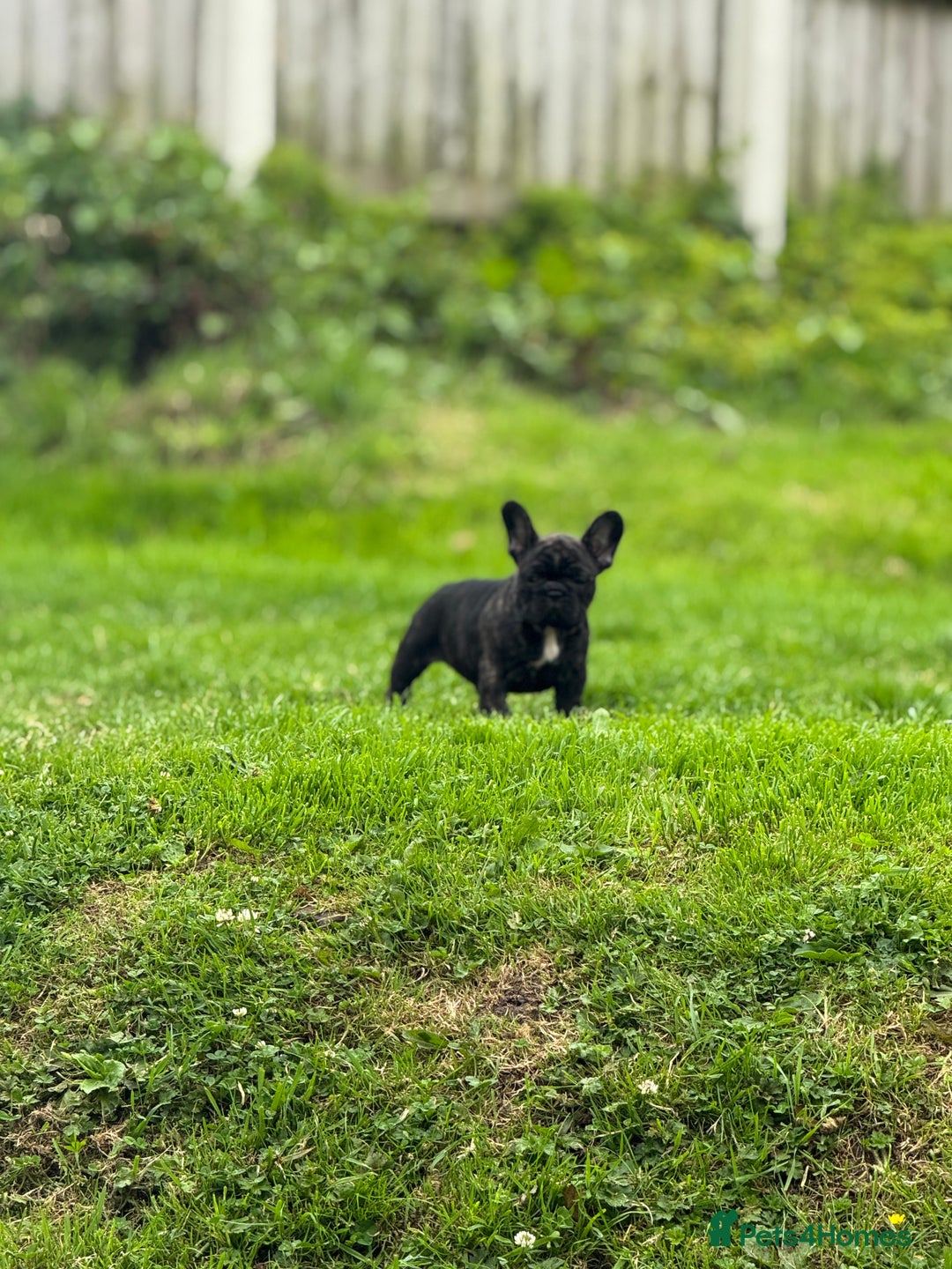 French Bulldog dogs for sale: 🏆KC registered, Standard French Bulldog Puppies🏆 - Image 22