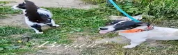 Mixed Breed dogs for adoption: Bryan, 1 yr approx. Available for adoption. in Brixham - Advert 6