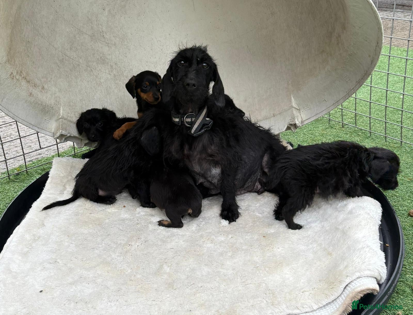 Dachshund dogs Dachshund puppies mixed litter  - Advert 1