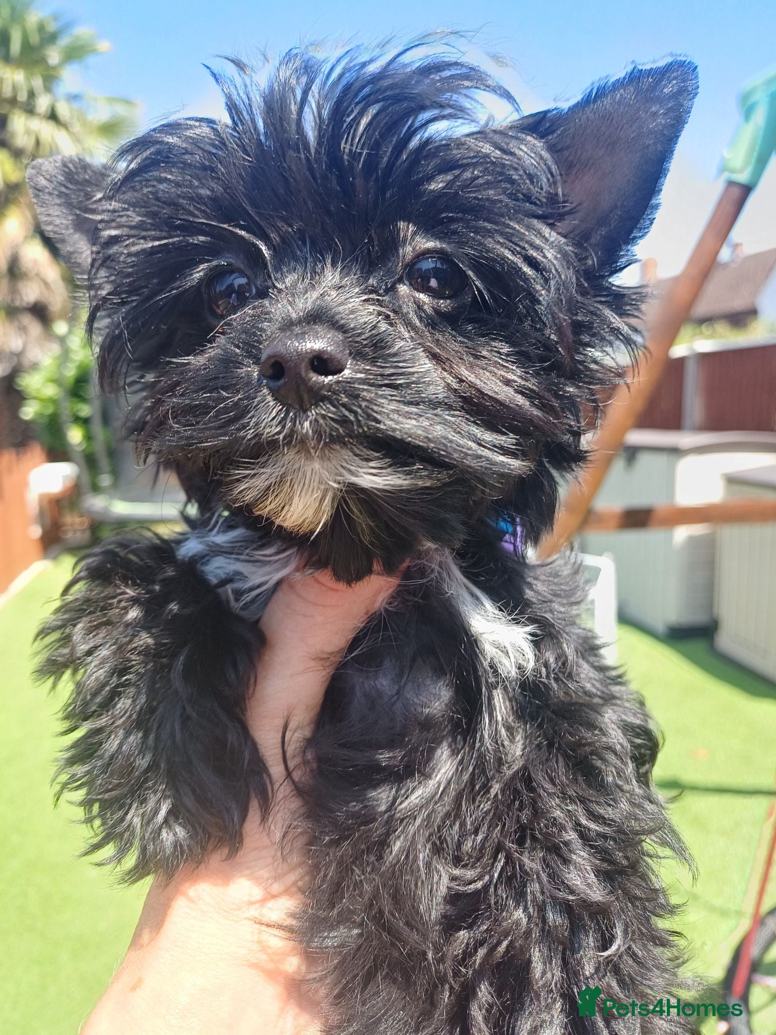 Yorkshire Terrier dogs LAST GIRL! Mini Black Yorkshire Terrier 🐶  - Advert 5