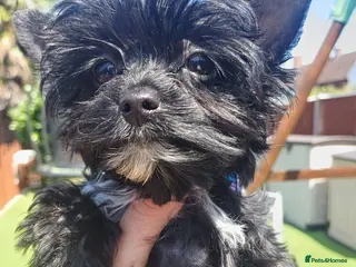 Yorkshire Terrier dogs LAST GIRL! Mini Black Yorkshire Terrier 🐶 - Advert 5