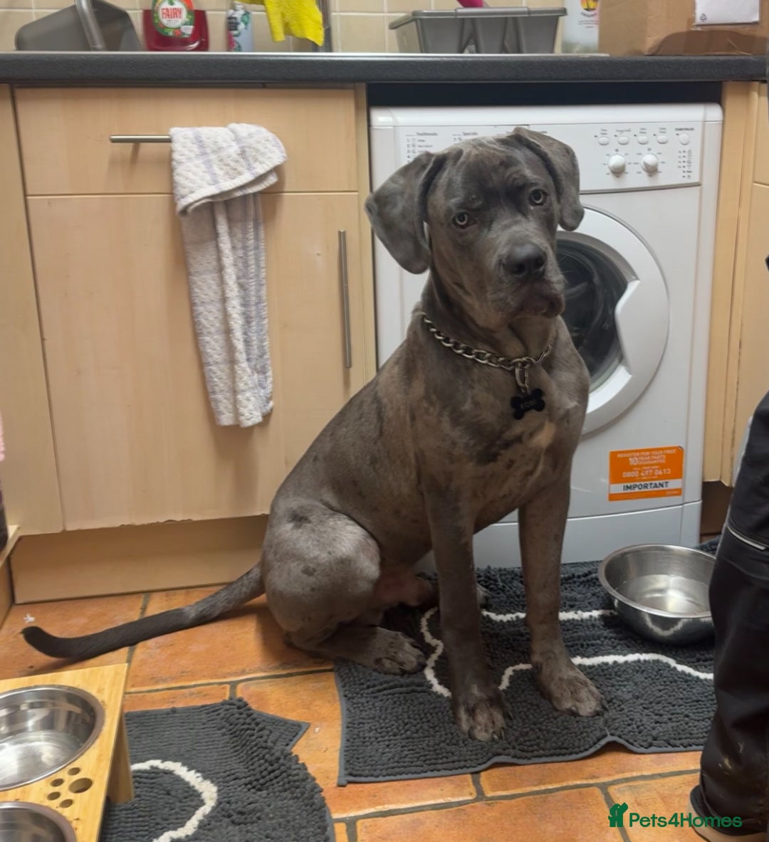 Mixed Breed dogs for sale: Cane Corso x Great Dane  - Advert 20