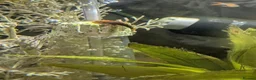 Plecos fish for sale: Young bristlenose pleco - Advert 6