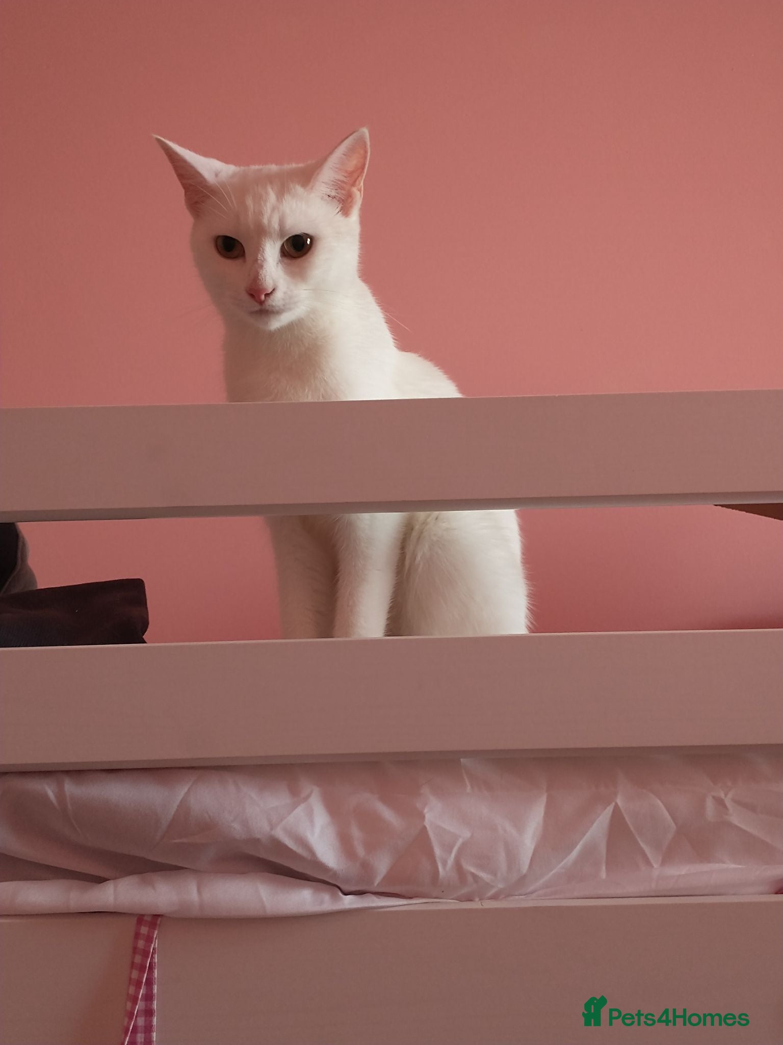 Mixed Breed cats 2 year old deaf cat - Advert 9
