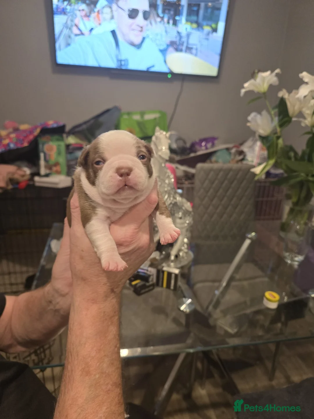 Boston Terrier dogs for sale: BEAUTIFUL BOSTON TERRIER PUPS  - Advert 23