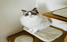 Ragdoll cats for sale: GCCF Seal point and bi colour Ragdoll Kittens - Image 19
