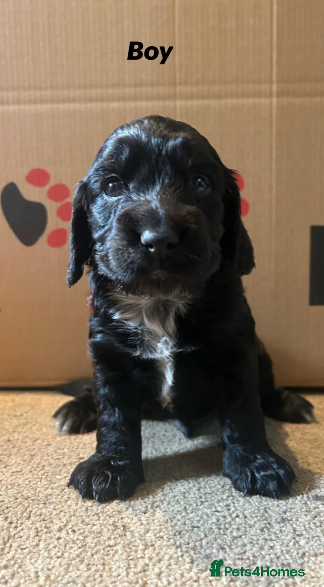 Cocker Spaniel dogs for sale: Beautiful cocker spaniel puppies for sale  in Evesham - Advert 5