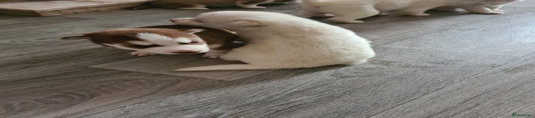 Siberian Husky Puppy 2