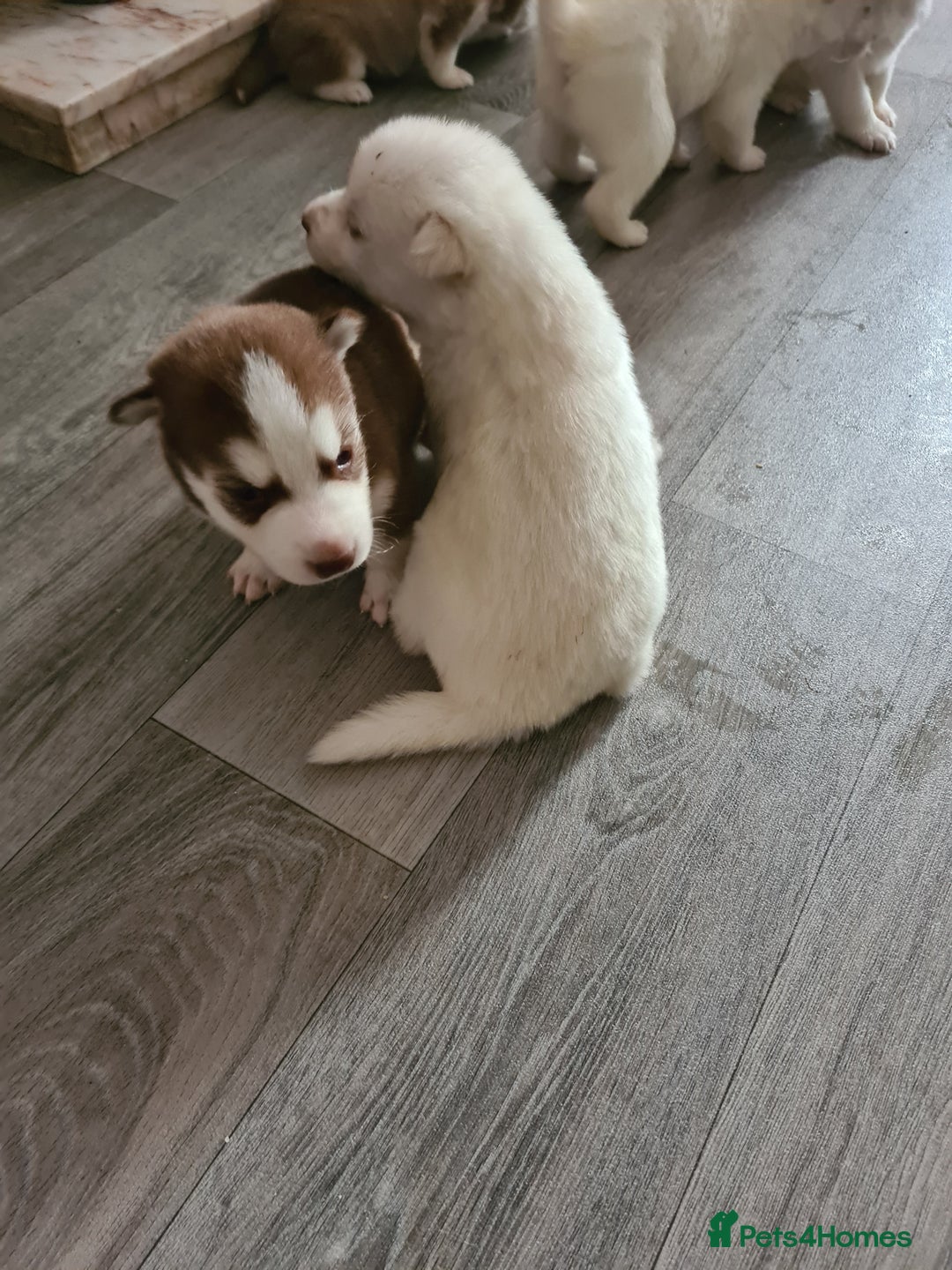 Siberian Husky dogs for sale: Husky puppies - Image 2