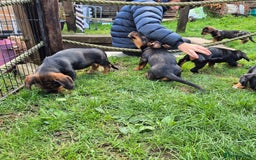 Mixed Breed dogs for sale: Wire Haired Daschund x Rottweiler  - Image 21