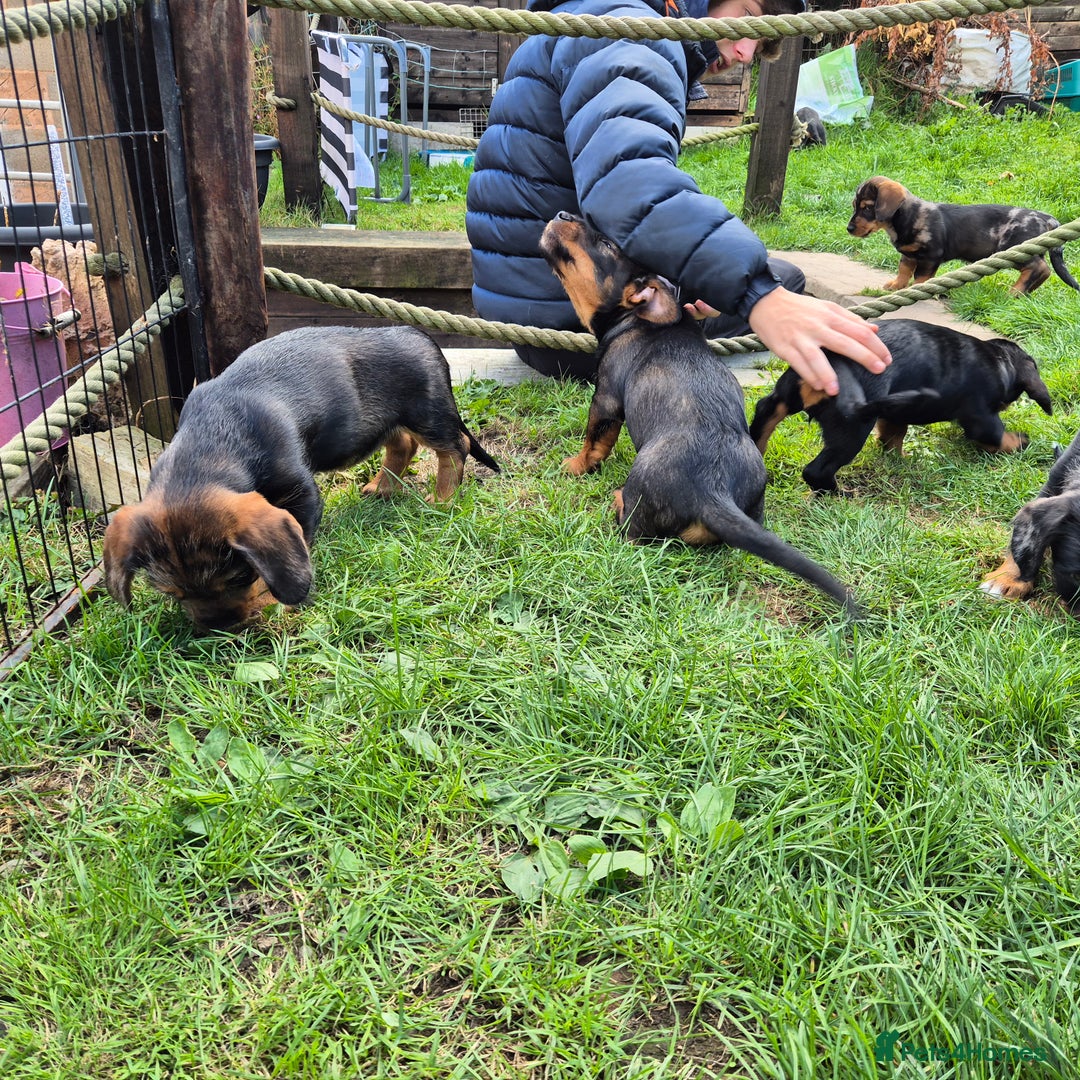Mixed Breed dogs for sale: Wire Haired Daschund x Rottweiler  - Image 21