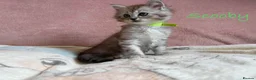 Perdoll cats for sale: Absolutely beautiful Perdoll Kittens  - Advert 10