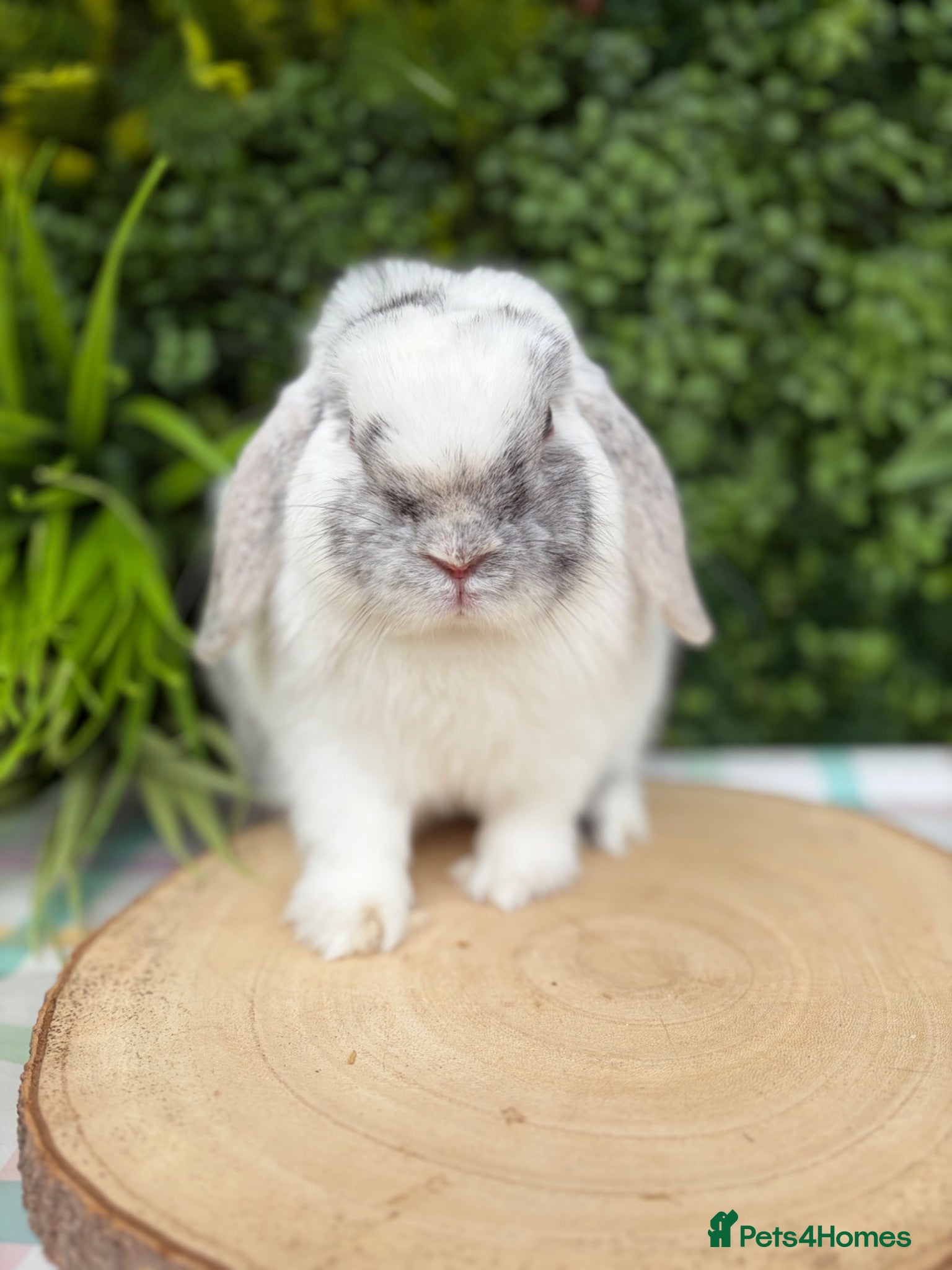 Mini Lop rabbits 5 month old buck - Advert 5