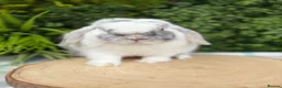 Mini Lop rabbits for sale: 5 month old buck - Advert 1