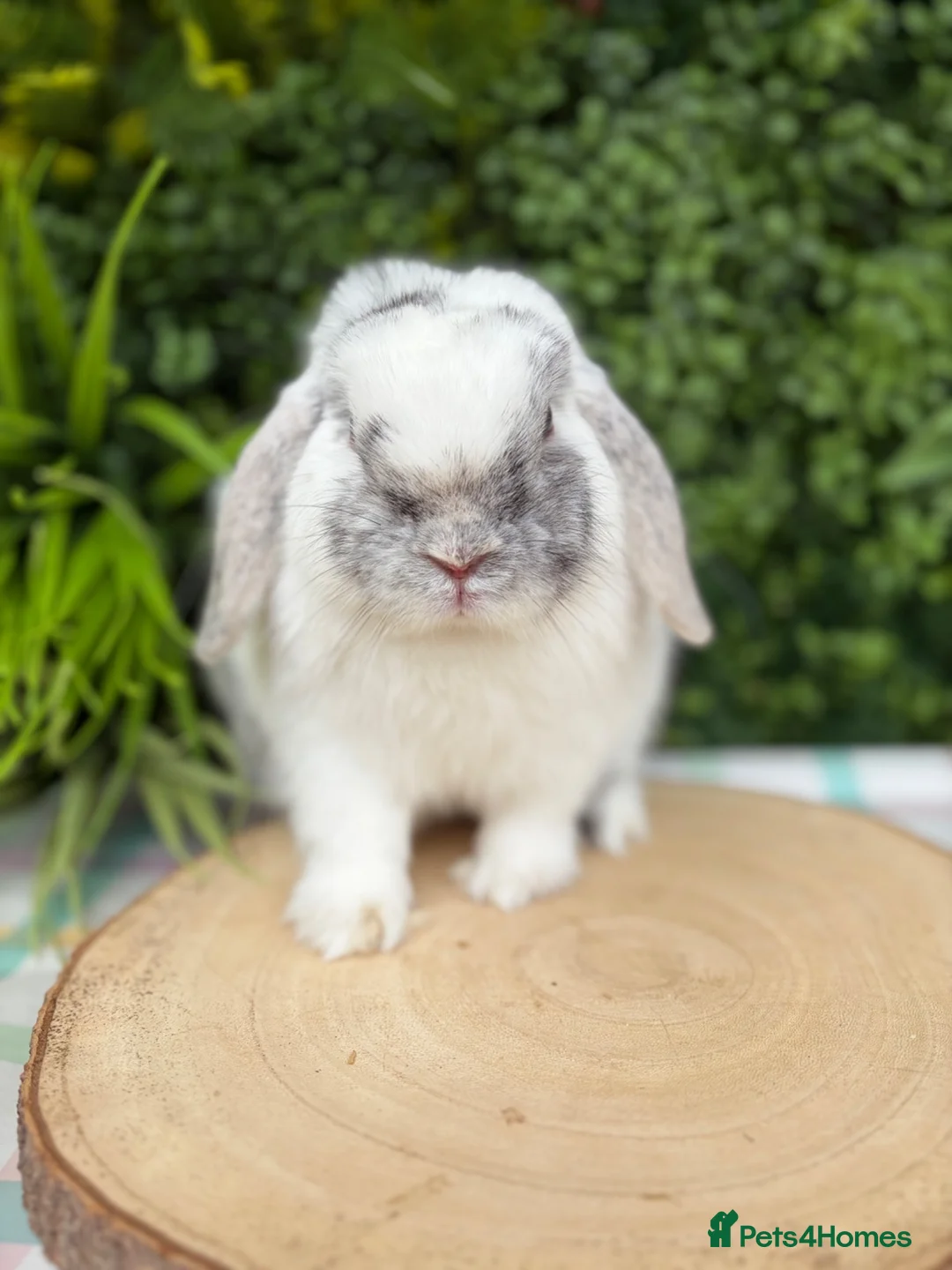 Mini Lop rabbits for sale: 5 month old buck - Advert 1