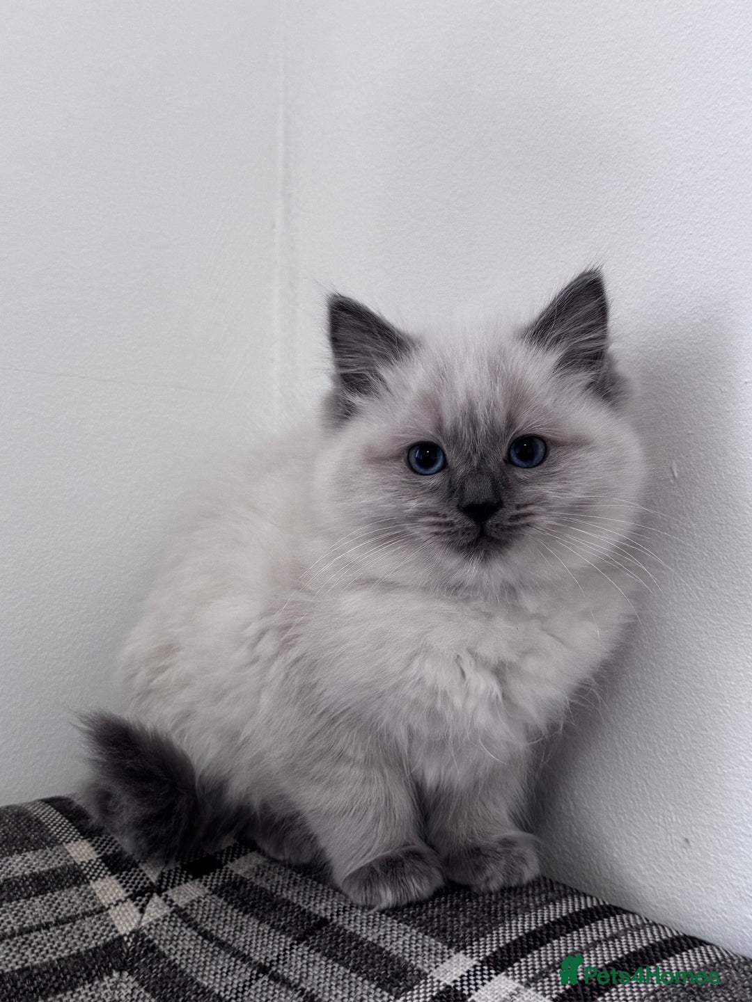Ragdoll cats for sale: Cuddly tame Pure Pedigree Ragdoll kittens Cat Blue - Advert 5