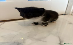Mixed Breed cats for sale: Black & white kittens - Image 1