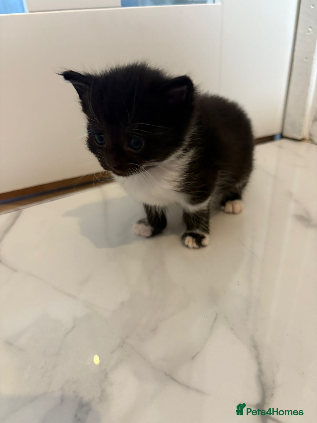 Mixed Breed cats for sale: Black & white kittens - Image 1