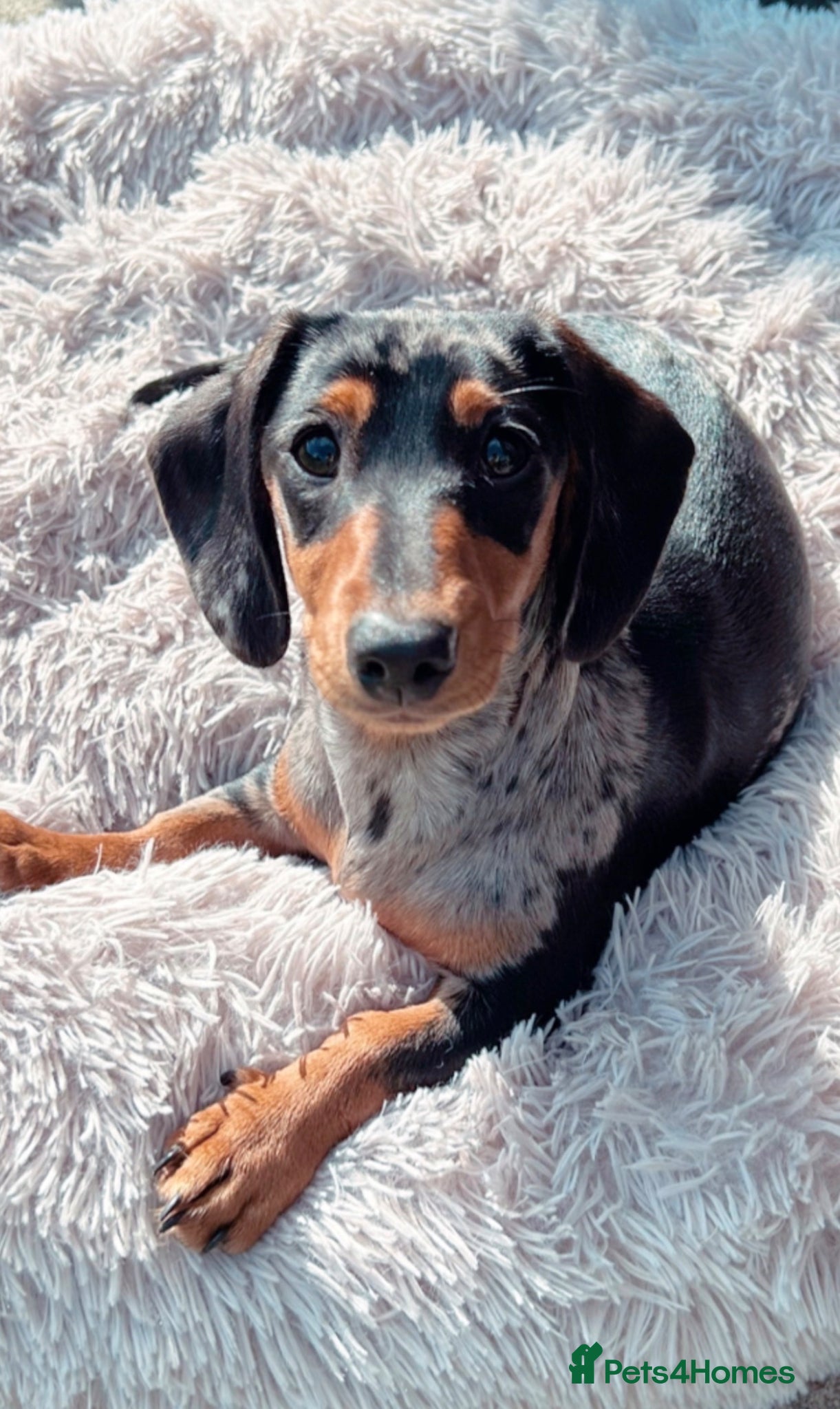 Miniature Dachshund dogs for sale: Miniature dachshunds  - must be rehomed together - Advert 4
