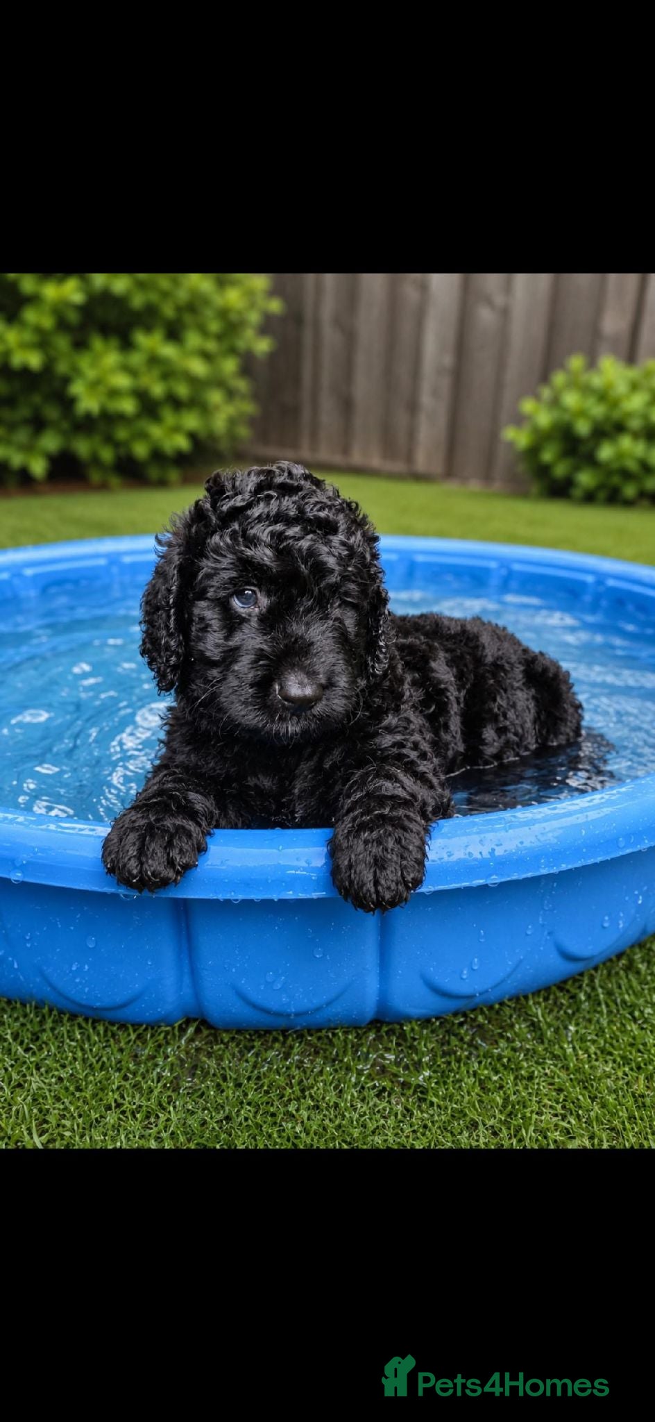 Saint Berdoodle dogs F1B SAINT BERNADOODLE - Advert 1