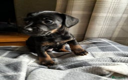 Jack Russell dogs for sale: Beautiful litter of Jack russel pups  - Advert 4